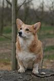 CORGI PEMBROKE 1475